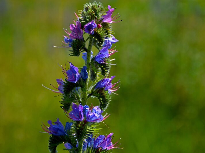 Lila-blaue Blüten eines Natternkopfs mit langen Staubfäden vor unscharfem grünem Wiesenhintergrund im Sonnenlicht. | © Shutterstock/Kateej