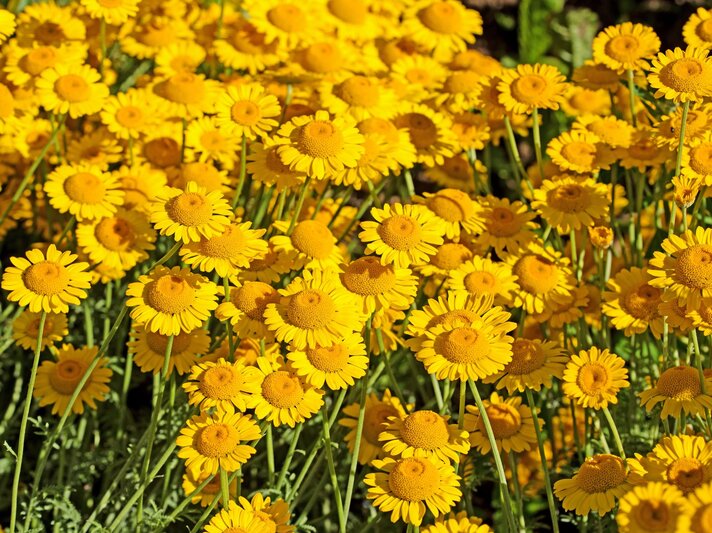Leuchtend gelbe Färberkamille mit zahlreichen dicht stehenden Blütenköpfen auf schlanken Stielen im sommerlichen Sonnenlicht. | © Shutterstock/M. Schuppich