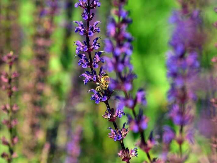 Eine Biene sammelt Nektar an den violetten Blüten des Steppen-Salbeis vor leuchtend grünem, unscharfem Hintergrund. | © Shutterstock/Uellue