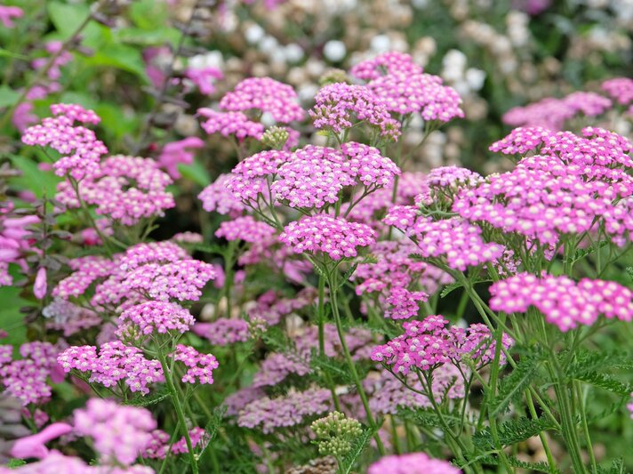 Zahlreiche rosa Schafgarben mit feinen, gefiederten Blättern blühen dicht an dicht in einem sommerlich grünen Staudenbeet. | © Shutterstock/Alex Manders