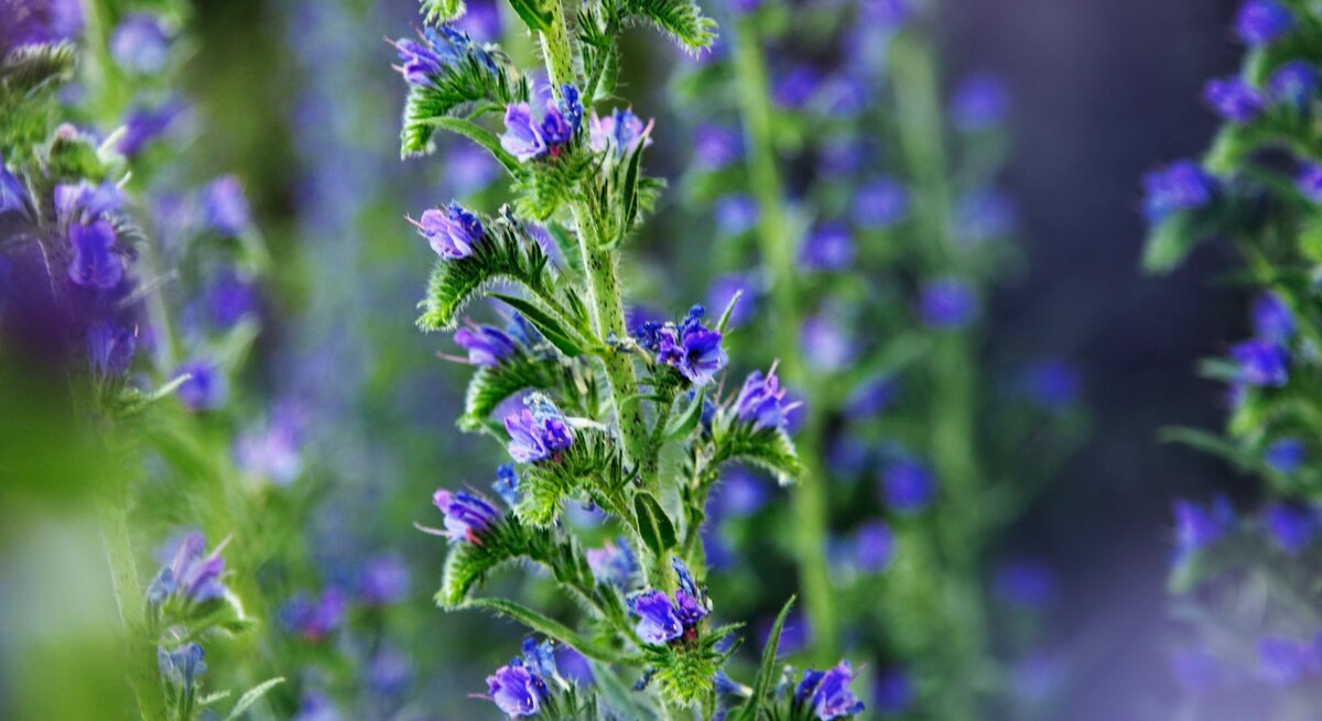 Nahaufnahme von violett-blauen Blüten an hohen, grünen Stängeln, umgeben von sanft verschwommenem Grün und Purpur.