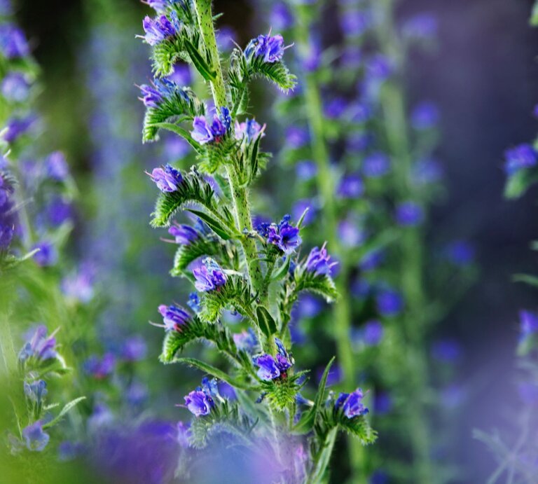 Nahaufnahme von violett-blauen Blüten an hohen, grünen Stängeln, umgeben von sanft verschwommenem Grün und Purpur. | © Adobe Stock/ Friedberg