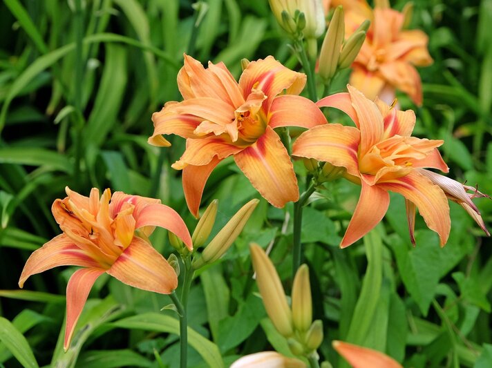Mehrere orangefarbene Taglilien mit rötlicher Aderung blühen üppig zwischen kräftig grünem, schwertförmigem Laub. | © Shutterstock/Alex Manders