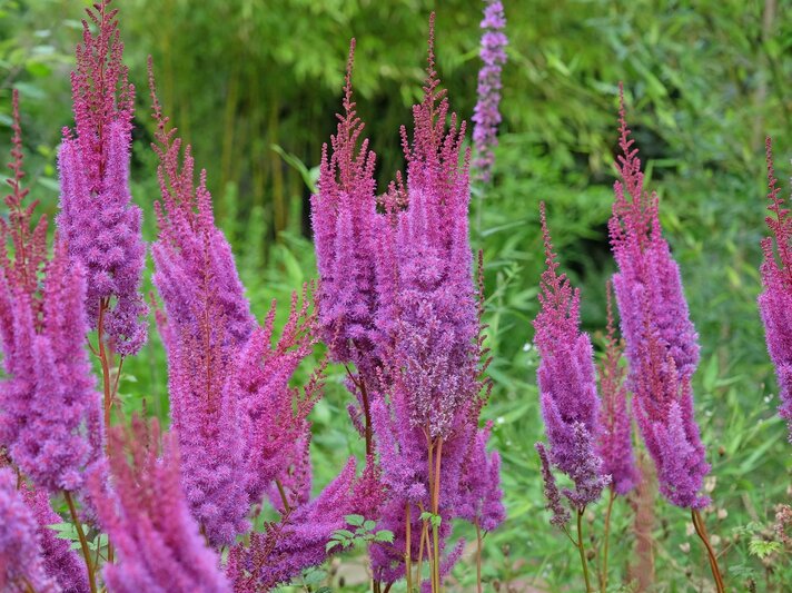 Zahlreiche violett blühende Astilben mit flauschigen, kerzenartigen Rispen stehen dicht an dicht vor üppigem, grünem Laub. | © Shutterstock/Alex Manders