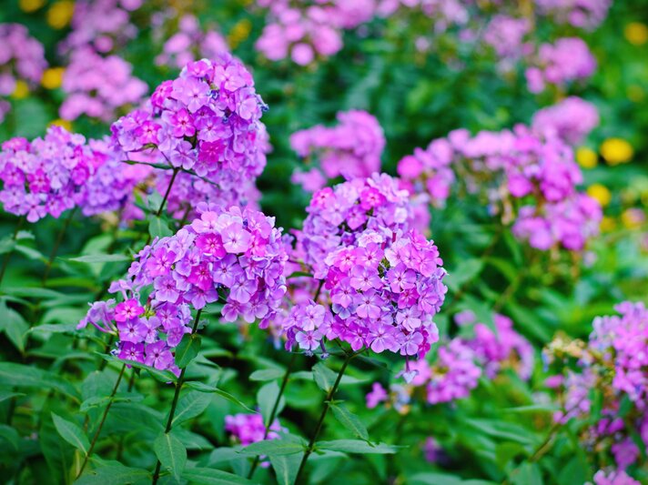 Dicht gedrängte, violette Phloxblüten auf kräftigen Stängeln leuchten vor einem grün-bunten Blumenbeet im Sommerlicht. | © AdobeStock/mashimara
