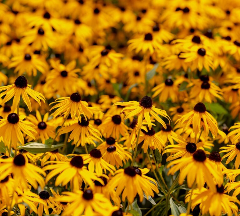 Ein leuchtend gelbes Blütenmeer aus Sonnenhut mit dunkler Mitte erstreckt sich dicht gedrängt über ein sonniges Staudenbeet. | © Shutterstock/Wut_Moppie
