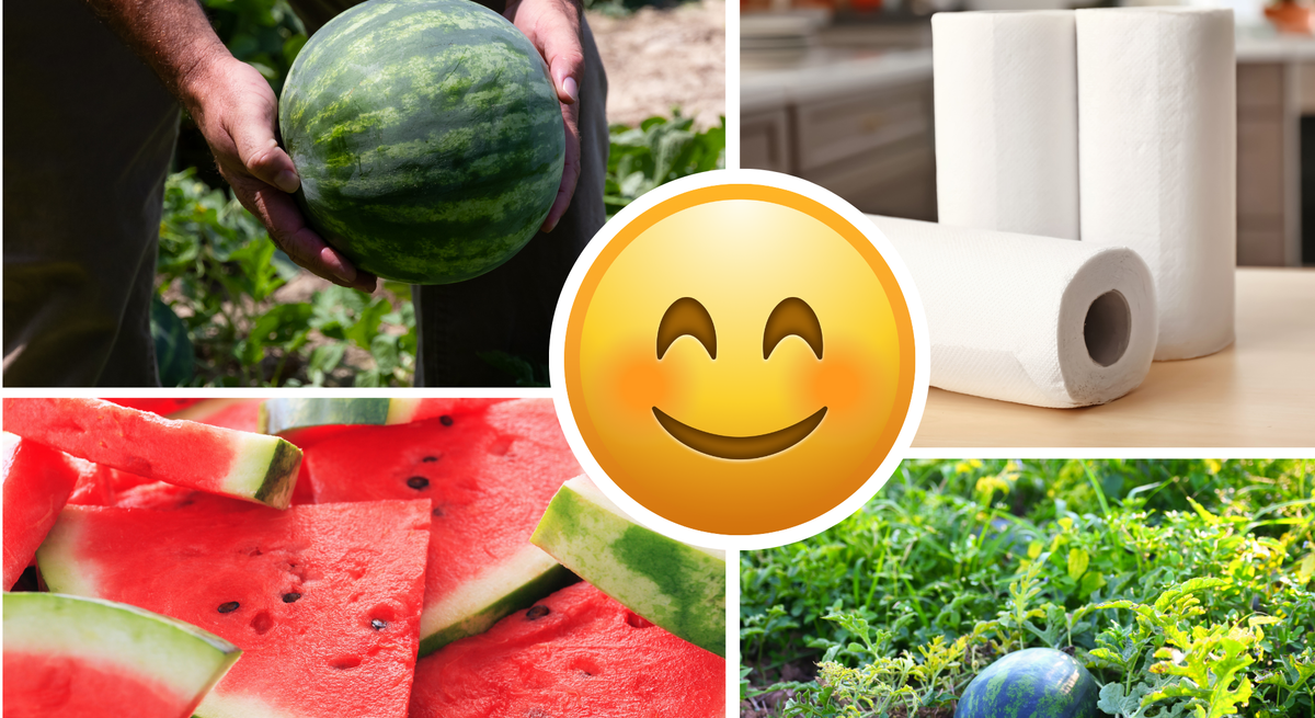 Reife Wassermelone wird von kräftigen Händen gehalten, daneben geerntete Früchte, Küchenrolle und saftige Melonenscheiben.
