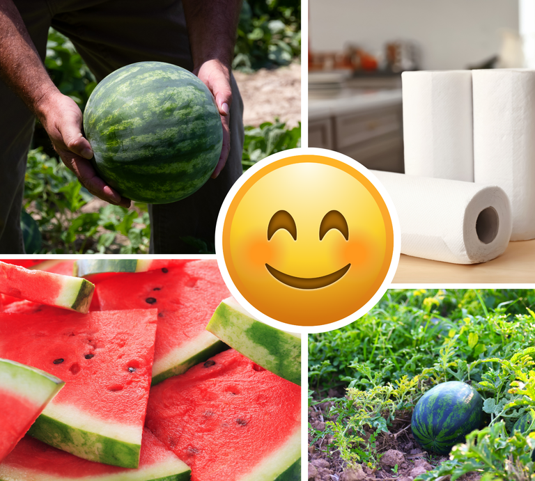 Reife Wassermelone wird von kräftigen Händen gehalten, daneben geerntete Früchte, Küchenrolle und saftige Melonenscheiben. | © Canva/Collage: BILD der FRAU 