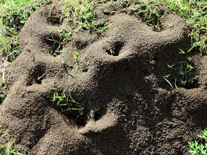 Dunkler Ameisenhügel mit mehreren Eingängen, von frischem Gras durchzogen, in sonniger Gartenerde aufgenommen. | © Shutterstock/Purushottam Malav