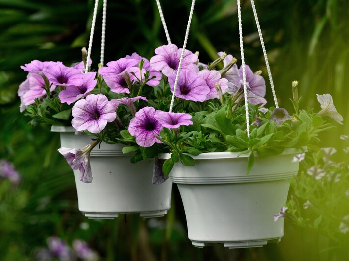 Zwei weiße Hängeampeln mit üppigen, violett blühenden Petunien vor einem dunklen, tropisch grünen Hintergrund. | © Shutterstock/IZZ HAZEL