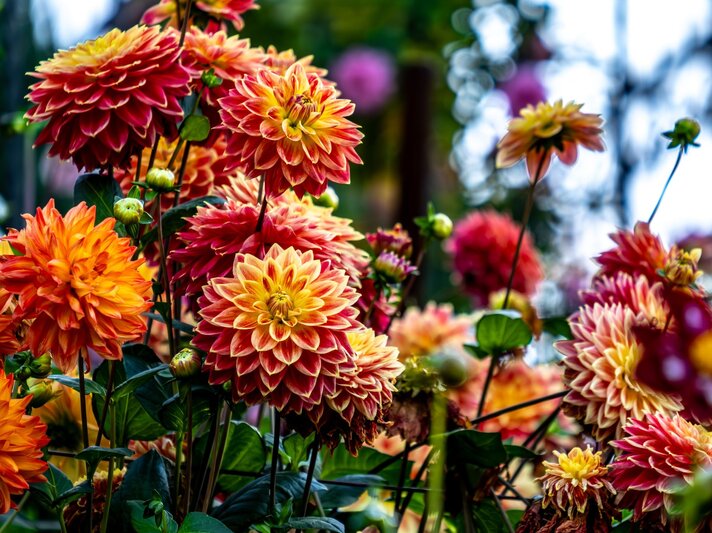 Üppige, dicht gefüllte Dahlien in leuchtendem Orange und Rot blühen prächtig in einem sommerlichen Garten mit dunklem Laub. | © Shutterstock/sergey lavrishchev