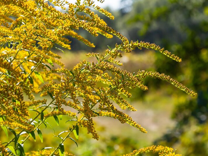 Leuchtend gelbe Blütenrispen einer Goldrute wölben sich filigran nach rechts, umgeben von grünem Laub vor unscharfem Hintergrund. | © Shutterstock/olko1975