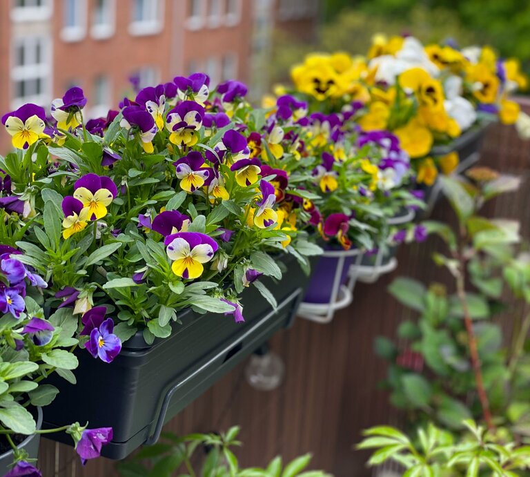 Üppig blühende Hornveilchen in Gelb, Violett und Weiß füllen mehrere Balkonkübel vor urbaner Kulisse mit Backsteinfassade. | © Shutterstock/Lapa Smile