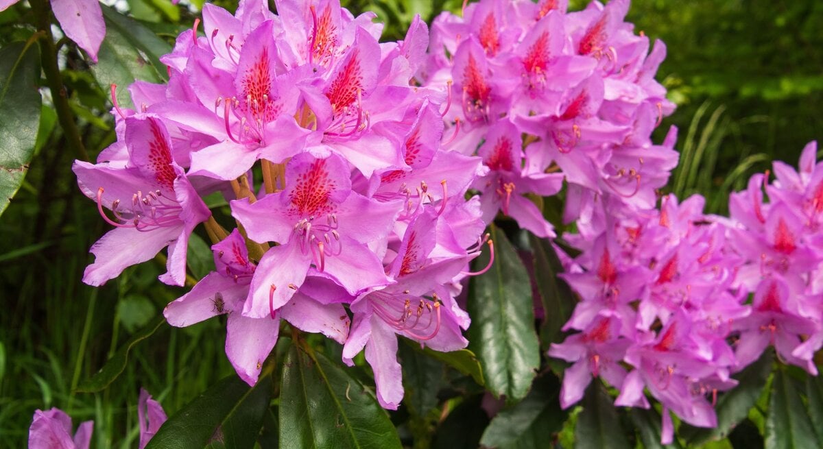 Üppige rosa Rhododendronblüten mit roten Zeichnungen blühen dicht an dicht vor sattem grünen Laub im Sonnenlicht.
