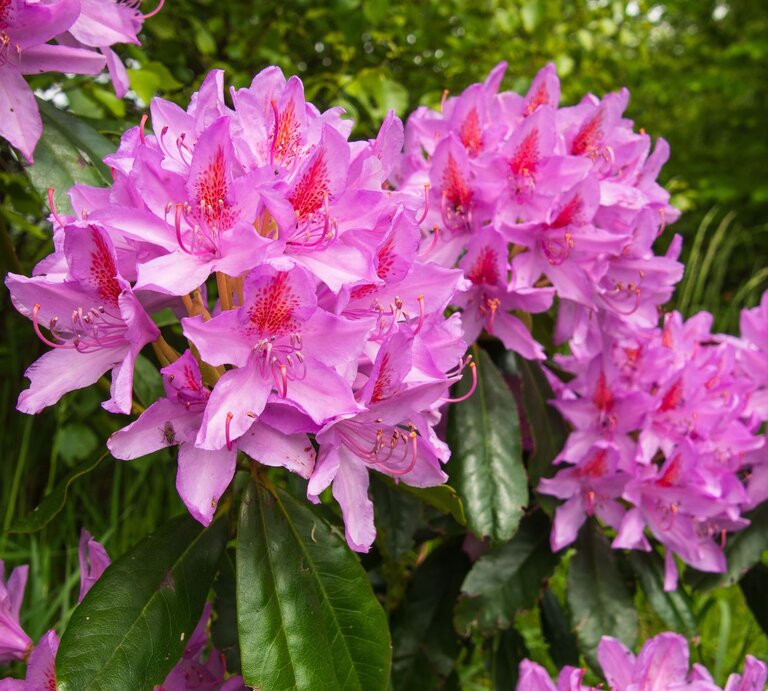 Üppige rosa Rhododendronblüten mit roten Zeichnungen blühen dicht an dicht vor sattem grünen Laub im Sonnenlicht. | © Shutterstock/EvaGZ