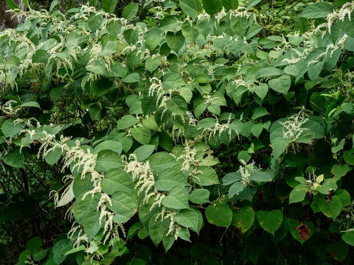 Dichtes Geflecht aus Japanischem Knöterich mit großen grünen Blättern und filigranen weißen Blütenrispen im Sommerlicht. | © Shutterstock/COULANGES