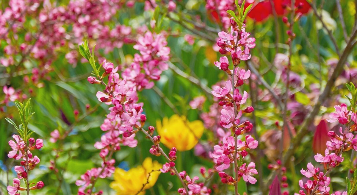 Zartrosa Blütenzweige eines blühenden Zierstrauchs ragen inmitten eines bunten Frühlingsgartens mit gelben Tulpen empor.