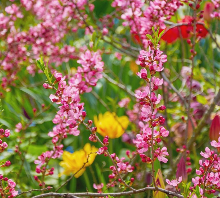 Zartrosa Blütenzweige eines blühenden Zierstrauchs ragen inmitten eines bunten Frühlingsgartens mit gelben Tulpen empor. | © Shutterstock/TanyaBond