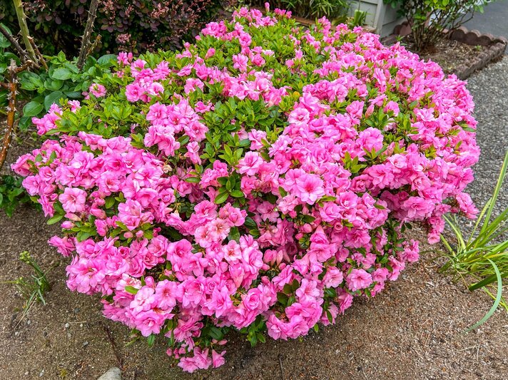 Üppig blühender Strauch mit leuchtend pinken Azaleenblüten und frischem grünen Laub auf sandigem Gartenboden. | © Shutterstock/Mariusz S. Jurgielewicz