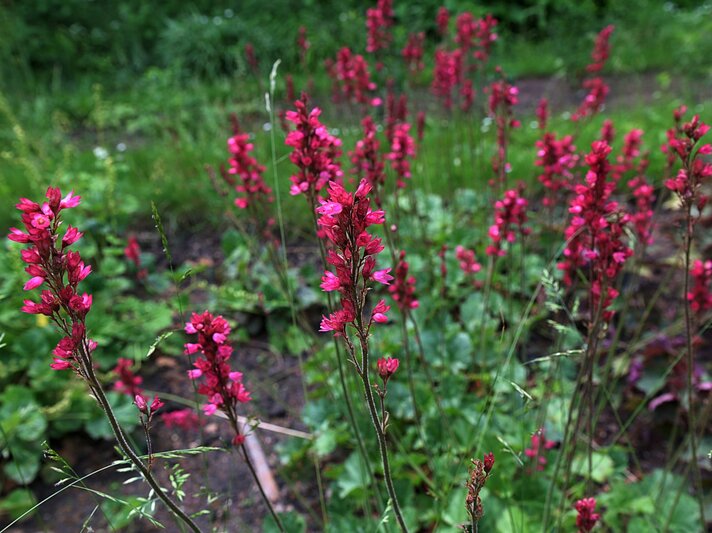 Schlanke Stängel mit leuchtend pinken Heuchera-Blüten ragen aus einer wilden, grünen Wiese an einem bewölkten Sommertag. | © Shutterstock/weha