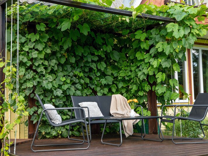 Schwarze Gartenmöbel mit Kissen und Decke stehen auf Holzterrasse vor dicht bewachsener Pergola mit grünem Wildem Wein. | © Shutterstock/FotoHelin