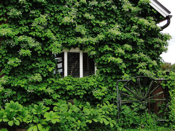Alte Hausfassade vollständig von üppiger Kletterhortensie mit weißen Blütendolden überwuchert, davor grüner Naturgarten. | © Shutterstock/SariMe