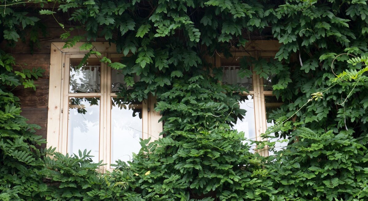 Zwei Fenster in heller Holzrahmung ragen aus dichter grünlaubiger Kletterpflanze an rustikaler Holzfassade eines Hauses hervor.