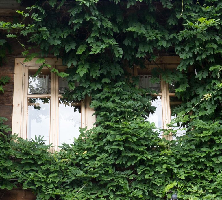 Zwei Fenster in heller Holzrahmung ragen aus dichter grünlaubiger Kletterpflanze an rustikaler Holzfassade eines Hauses hervor. | © Shutterstock/Bogdan Khmelnytskyi