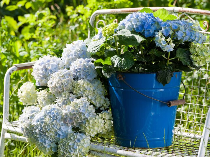 Blaue und weißliche Hortensien blühen üppig in einem blauen Metalleimer auf einer alten, rostigen Gartenbank im sonnigen Grünen. | © Shutterstock/Dora Zett