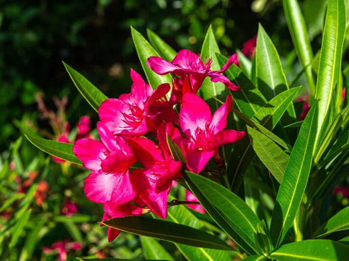 Leuchtend pinke Oleanderblüten mit kräftigem Glanz stehen inmitten langer, glänzender Blätter im sonnigen Sommergarten. | © Shutterstock/Alanstix64