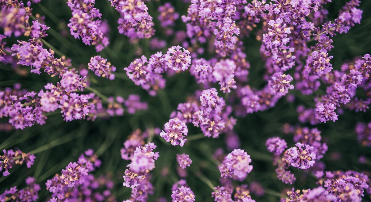 Lavendel von oben