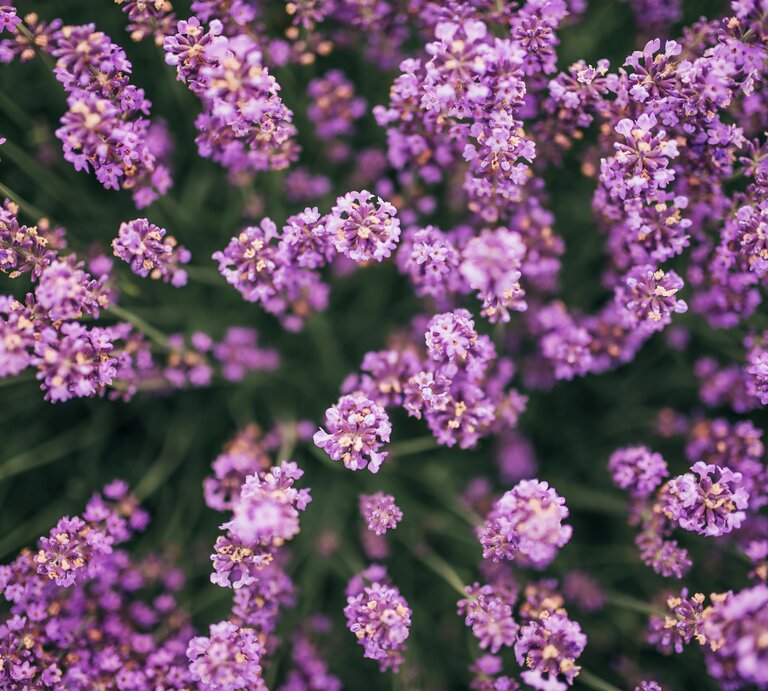 Lavendel von oben | © Getty Images/LEREXIS