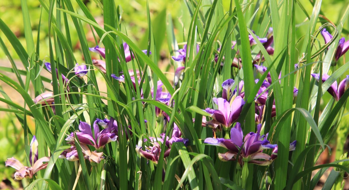 Zarte violette Irisblüten mit gemusterten Blütenblättern wachsen zwischen hohen, dichten grünen Blättern in sommerlichem Sonnenlicht.