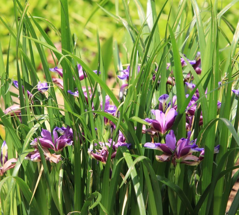 Zarte violette Irisblüten mit gemusterten Blütenblättern wachsen zwischen hohen, dichten grünen Blättern in sommerlichem Sonnenlicht. | © Adobe Stock/ Ivonne Berz