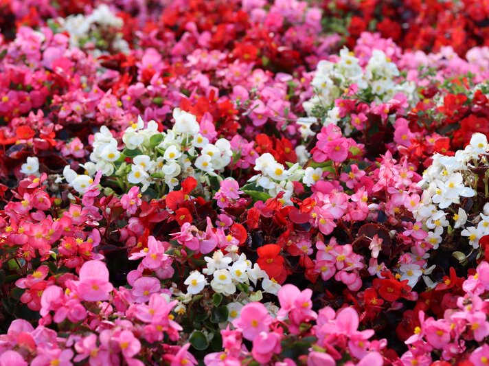 Dicht gedrängte Begonien in Weiß, Rosa und Rot bedecken flächig den Boden, mit glänzenden Blättern dazwischen. | © Shutterstock/Francesca Leslie