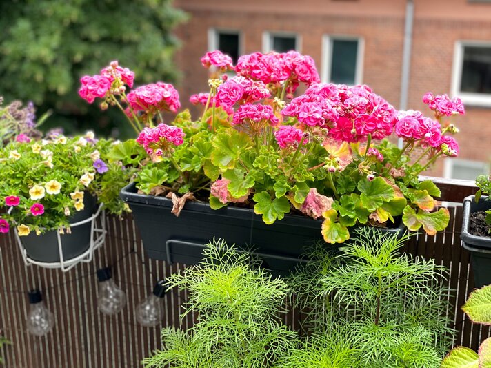 Leuchtend pinke Geranien blühen üppig in einem schwarzen Balkonkasten vor einer Backsteinfassade mit Fenstern. | © Shutterstock/Lapa Smile