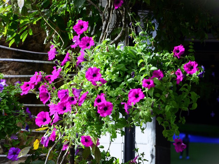 Üppiger Blumentopf mit leuchtend violetten Petunien hängt an einer Hauswand im Sonnenlicht, umgeben von grünem Blattwerk. | © Shutterstock/NANCY AYUMI KUNIHIRO