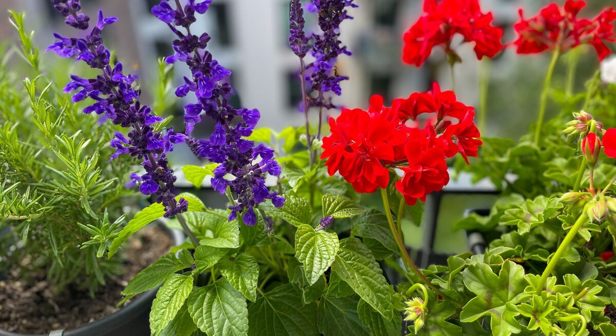 Intensiv rote Geranien und violetter Ziersalbei blühen nebeneinander in Töpfen auf einem modernen Stadtbalkon.