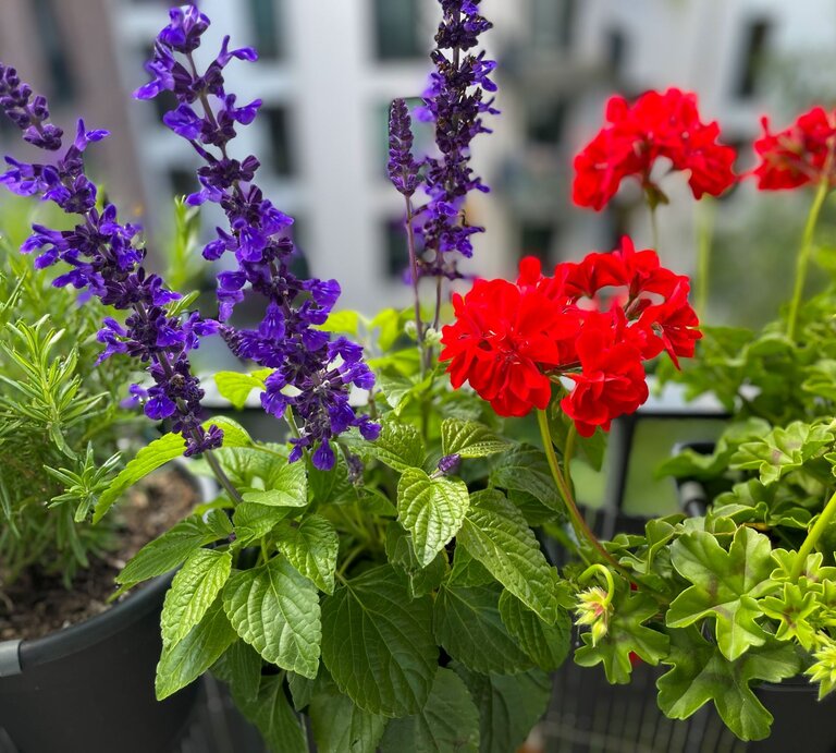 Intensiv rote Geranien und violetter Ziersalbei blühen nebeneinander in Töpfen auf einem modernen Stadtbalkon. | © Shutterstock/Lapa Smile