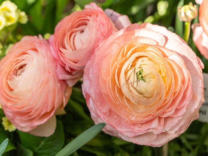 Drei üppig blühende Ranunkeln in zartem Rosa und Apricot, mit Tautropfen benetzt, vor sattgrünem Blattwerk im Sonnenlicht. | © Shutterstock/Maria Paina