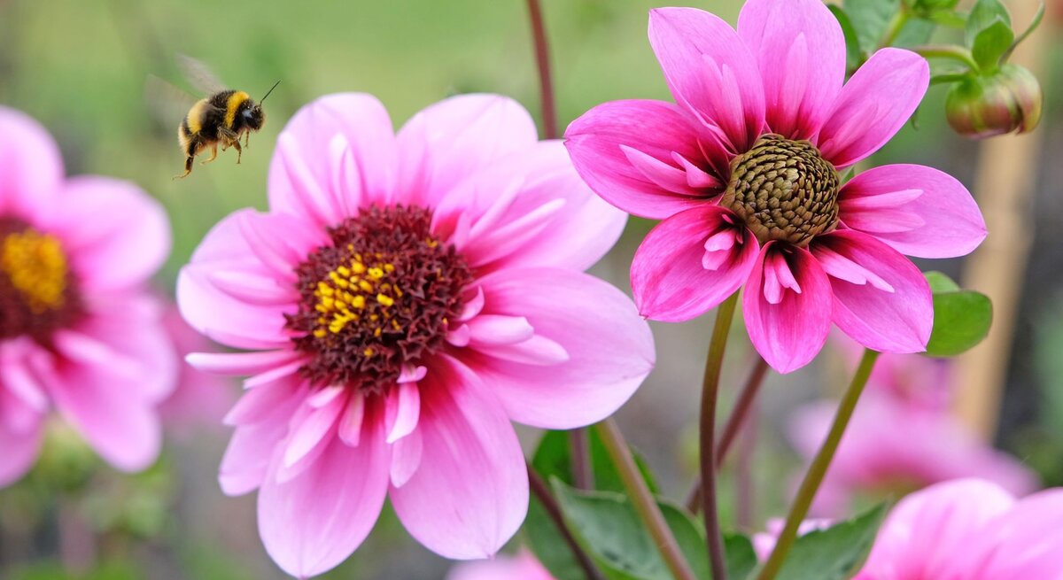 Blühende Dahlien mit kräftig pinken Blütenblättern, eine Hummel schwebt im Flug kurz vor der Landung auf einer Blüte.