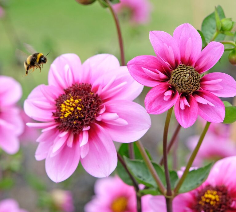 Blühende Dahlien mit kräftig pinken Blütenblättern, eine Hummel schwebt im Flug kurz vor der Landung auf einer Blüte. | © Shutterstock/Alex Manders