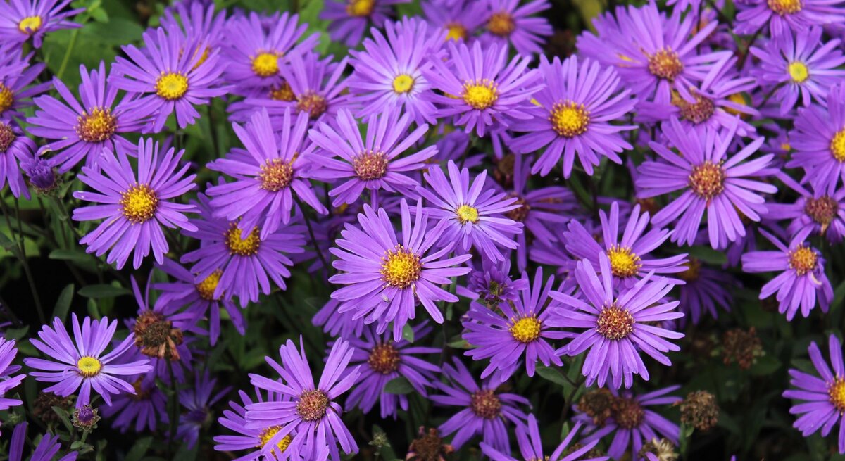 Dicht aneinander stehende, leuchtend violette Astern mit gelben Blütenmitten vor sattgrünem Laub in sommerlicher Blüte.