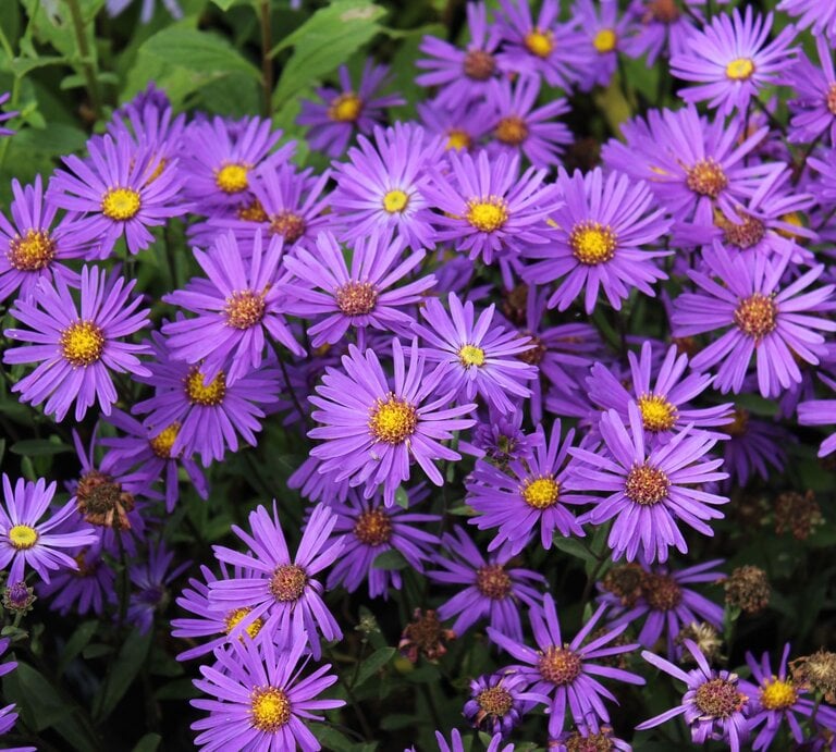 Dicht aneinander stehende, leuchtend violette Astern mit gelben Blütenmitten vor sattgrünem Laub in sommerlicher Blüte. | © Shutterstock/N.Stertz