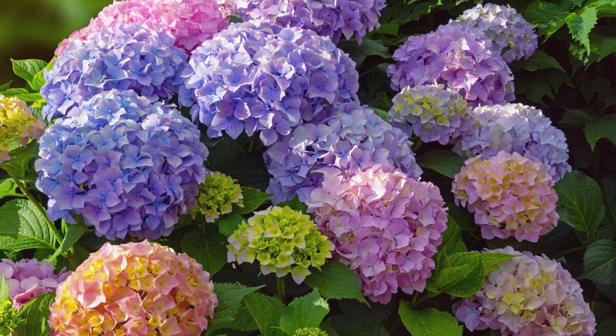 Üppige Rispenhortensien Büsche mit dicht gedrängten Blüten in Rosa, Blau, Lila und Gelb vor sattgrünem Laub im Sonnenlicht.