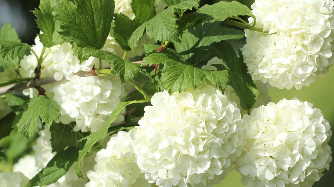 Schneeballhortensie dngen: So hilft Brennnesseljauche