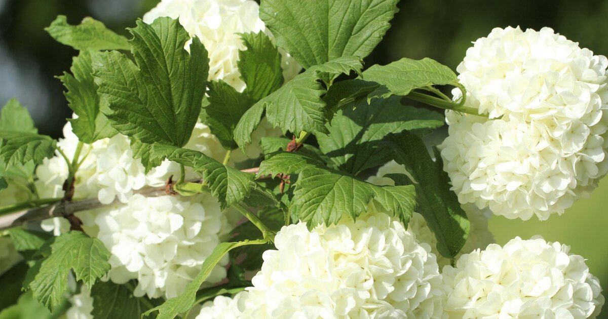 Schneeballhortensie dngen: So hilft Brennnesseljauche