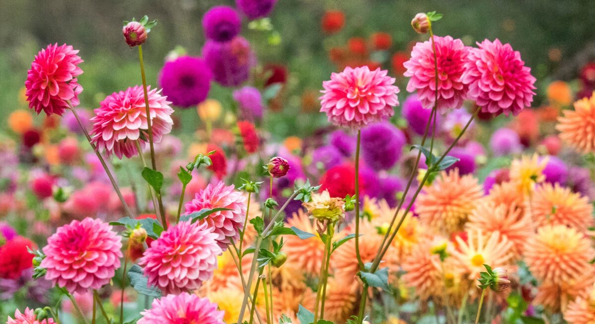 Üppige Dahlien in Pink, Lila und Apricot blühen auf langen Stielen in einem farbenfrohen Sommergarten.