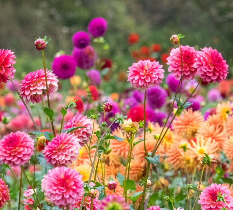 Üppige Dahlien in Pink, Lila und Apricot blühen auf langen Stielen in einem farbenfrohen Sommergarten. | © Adobe Stock/ Danita Delimont