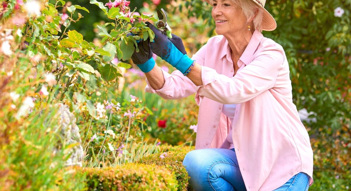 Ältere Frau mit Strohhut und rosa Hemd kniet lächelnd im Garten und schneidet mit Handschuhen Rosen vor blühendem Strauch zurück.